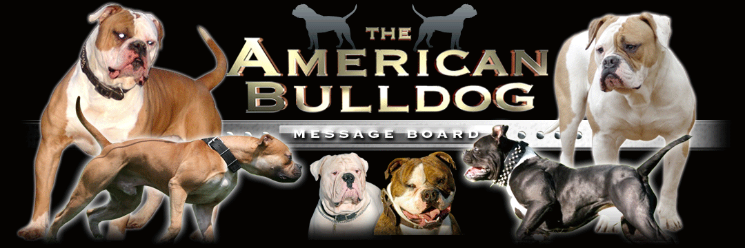 americanbulldog_xnew_header.gif